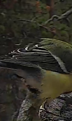 Best image of Great tit