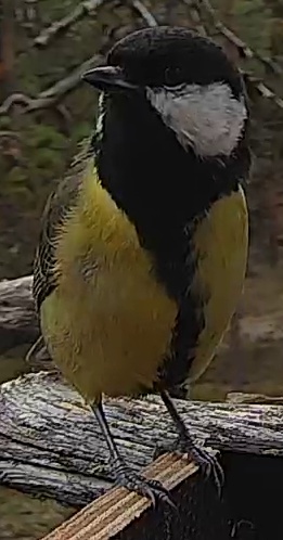 Best image of Great tit