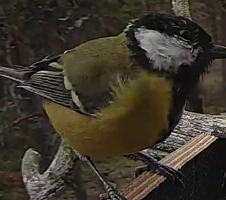 Best image of Great tit