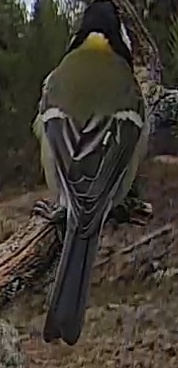 Best image of Great tit