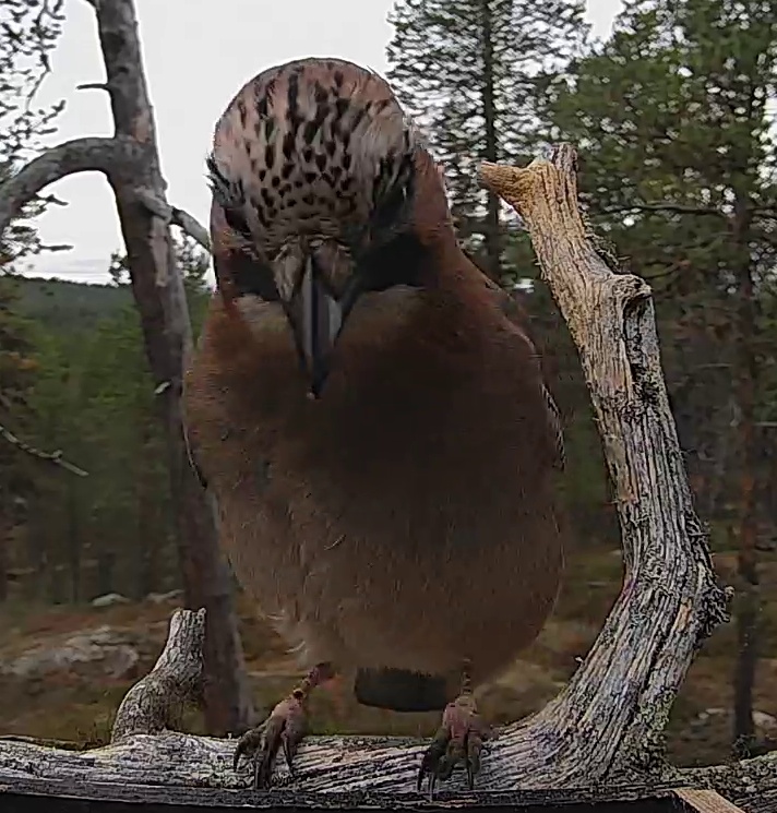 Best image of Eurasian jay