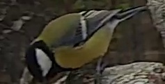 Best image of Grey wagtail
