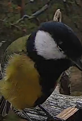 Best image of Great tit
