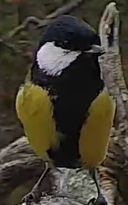 Best image of Great tit