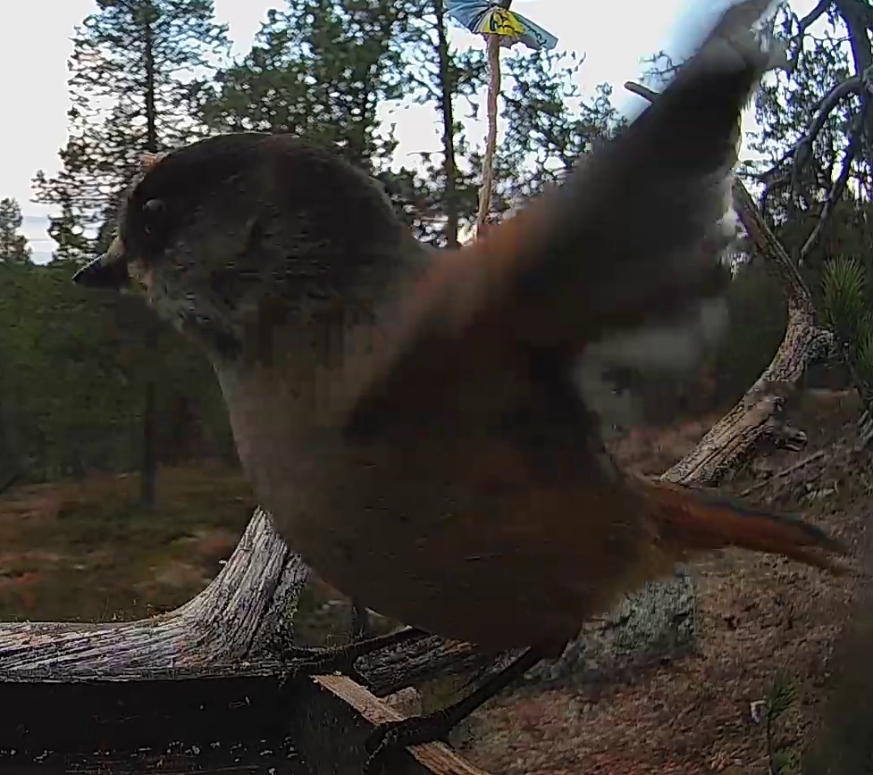 Best image of Siberian jay
