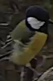 Best image of Great tit