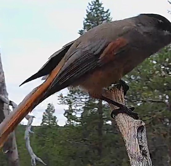 Best image of Siberian jay