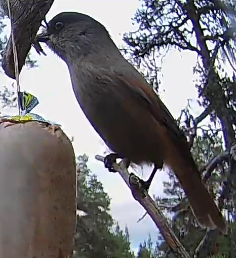 Best image of Siberian jay