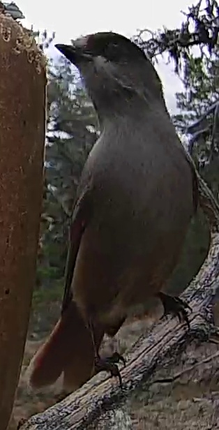 Best image of Siberian jay
