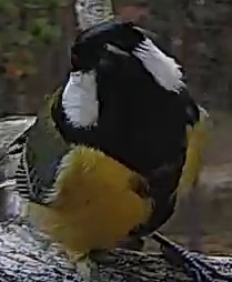 Best image of Great tit