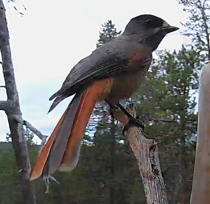 Best image of Siberian jay