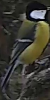 Best image of Great tit