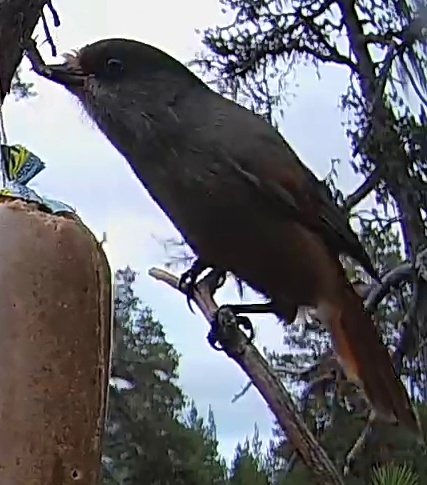 Best image of Siberian jay