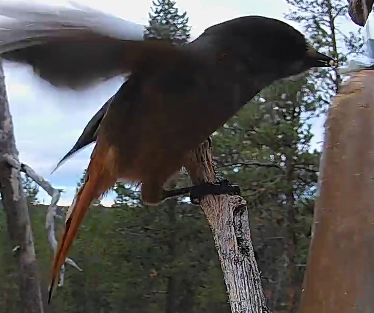 Best image of Siberian jay