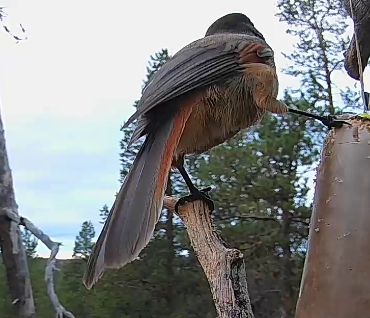 Best image of Siberian jay
