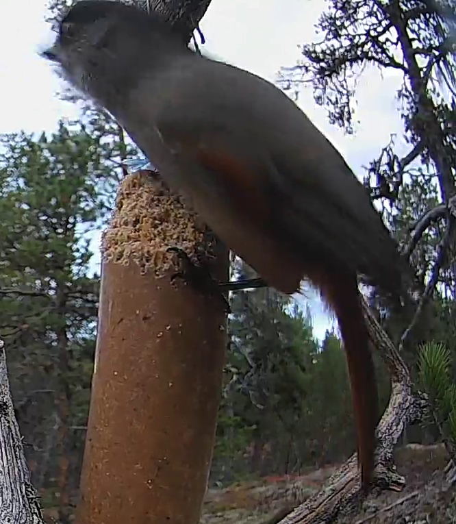 Best image of Siberian jay
