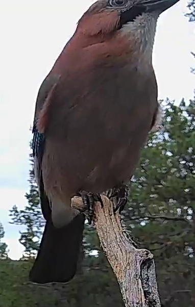 Best image of Eurasian jay