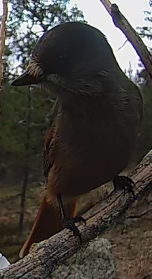 Best image of Siberian jay