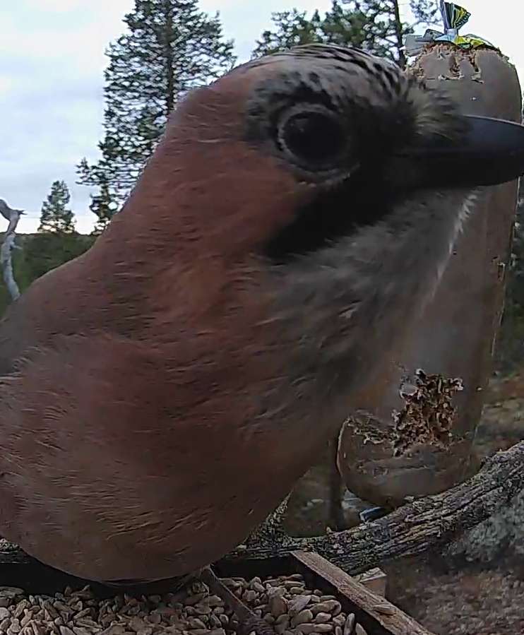 Best image of Eurasian jay