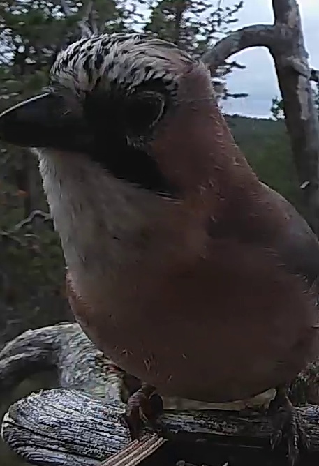 Best image of Eurasian jay