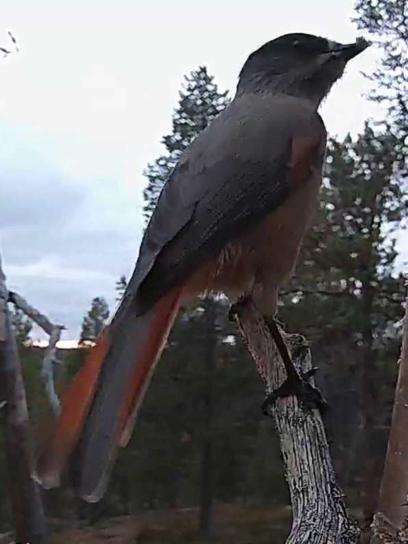 Best image of Siberian jay