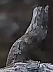 Best image of Pallid scops owl