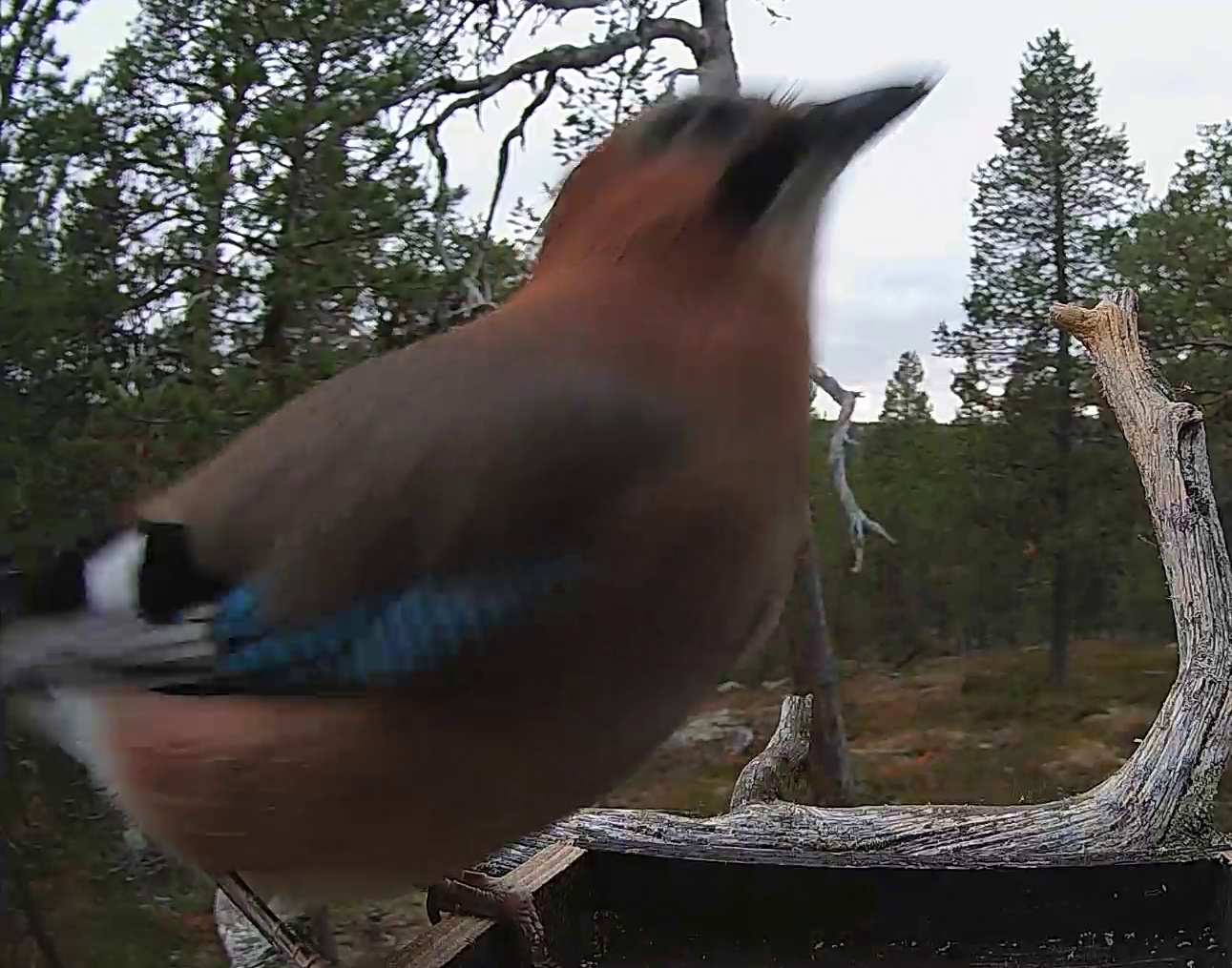 Best image of Eurasian jay