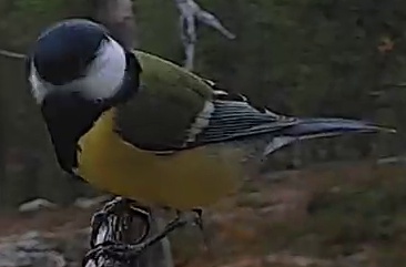 Best image of Great tit