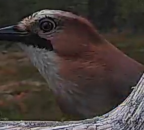 Best image of Eurasian jay