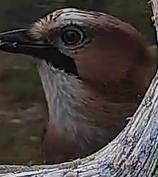 Best image of Eurasian jay
