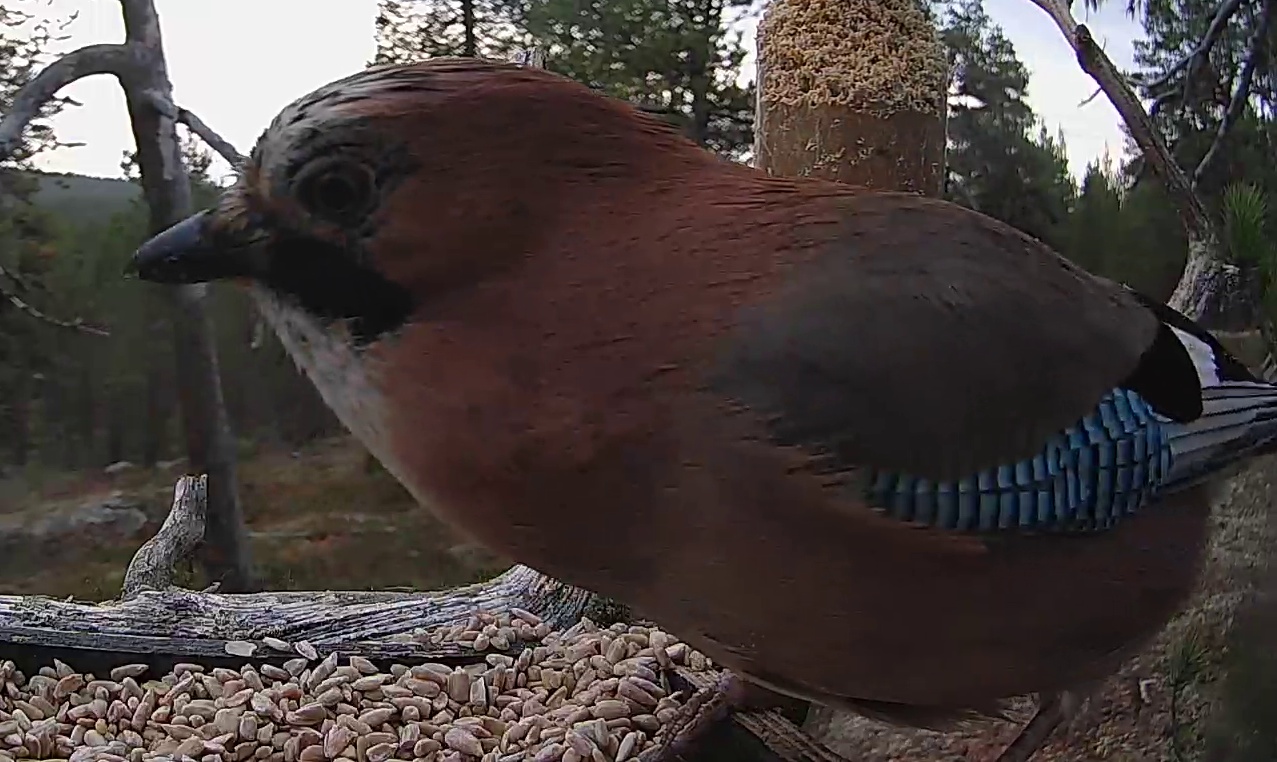 Best image of Eurasian jay