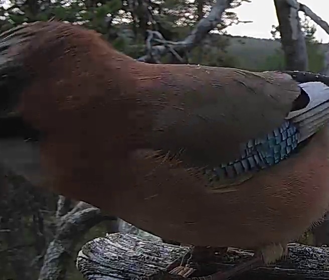 Best image of Eurasian jay