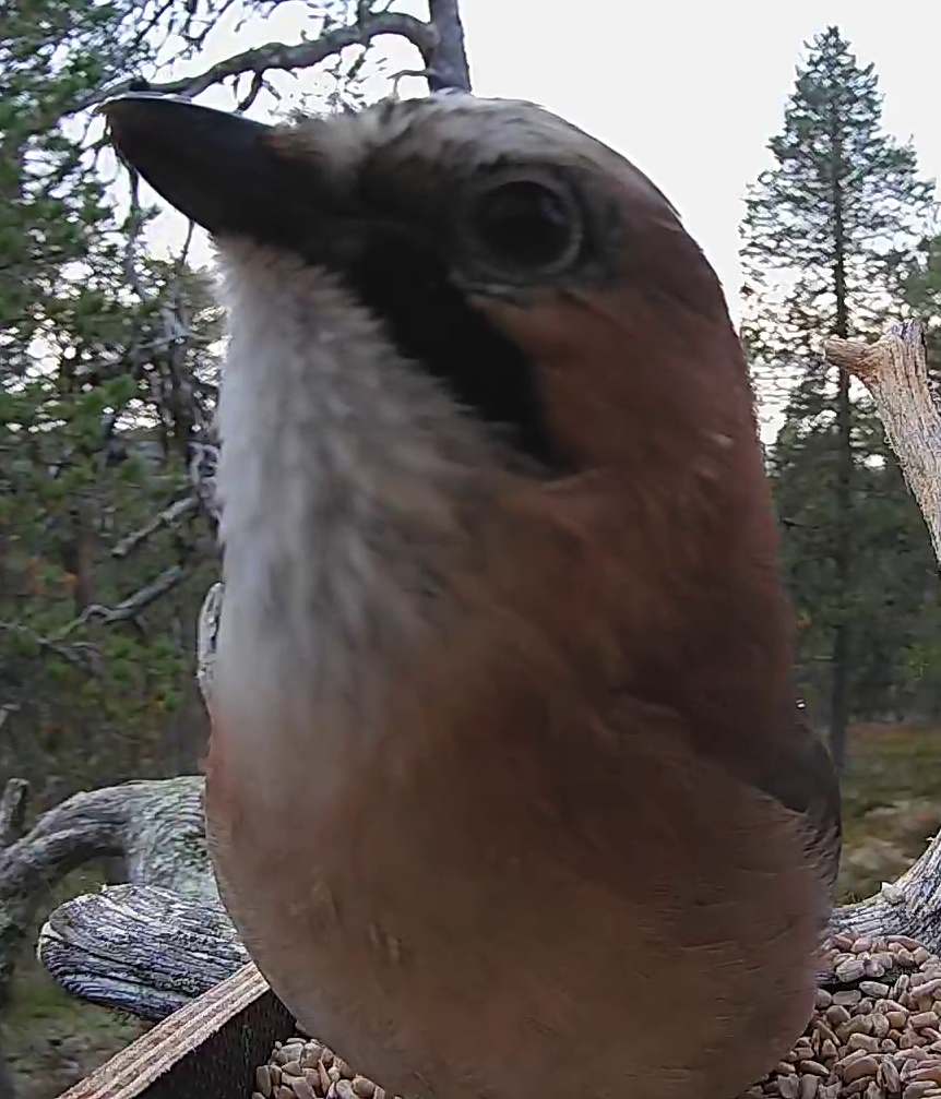Best image of Eurasian jay
