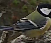 Best image of Great tit