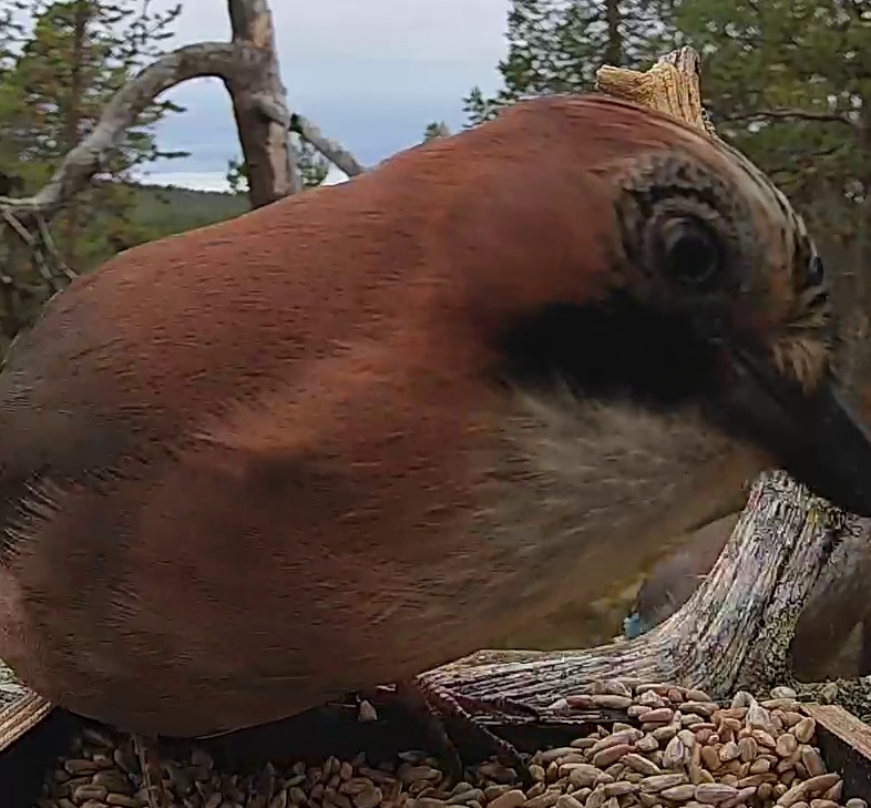 Best image of Eurasian jay
