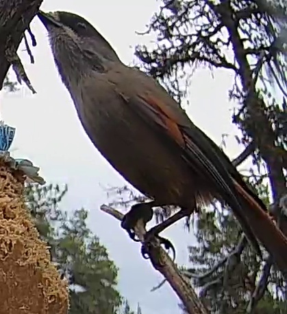 Best image of Siberian jay