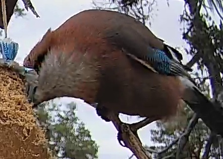 Best image of Eurasian jay