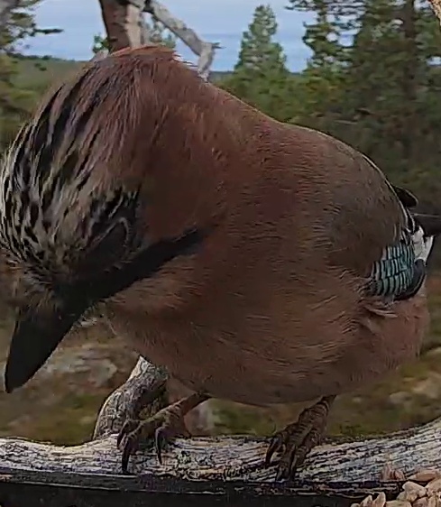 Best image of Eurasian jay