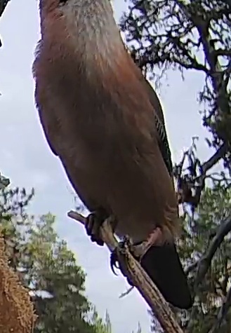 Best image of Eurasian jay