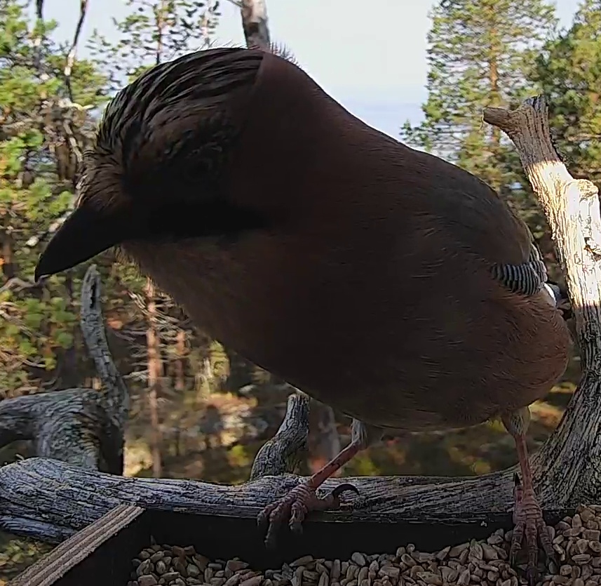 Best image of Eurasian jay