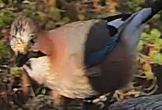 Best image of Eurasian jay