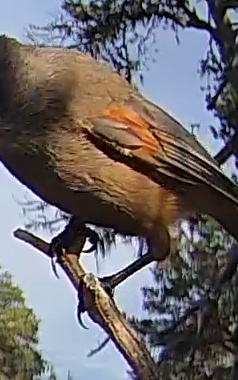 Best image of Siberian jay