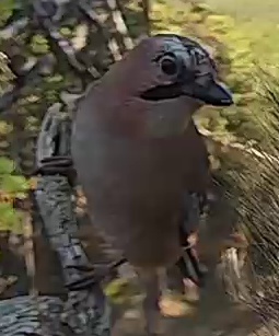 Best image of Eurasian jay