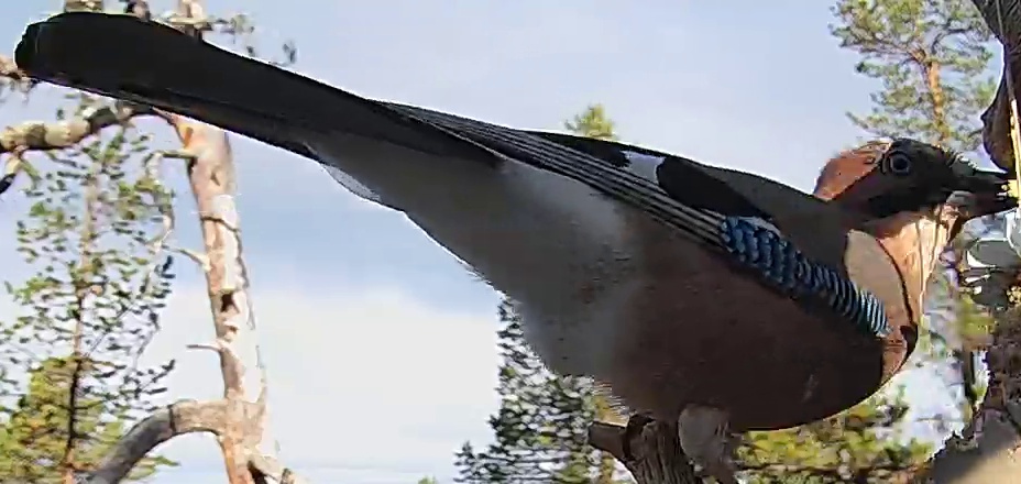 Best image of Eurasian jay