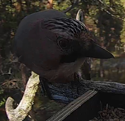 Best image of Black francolin