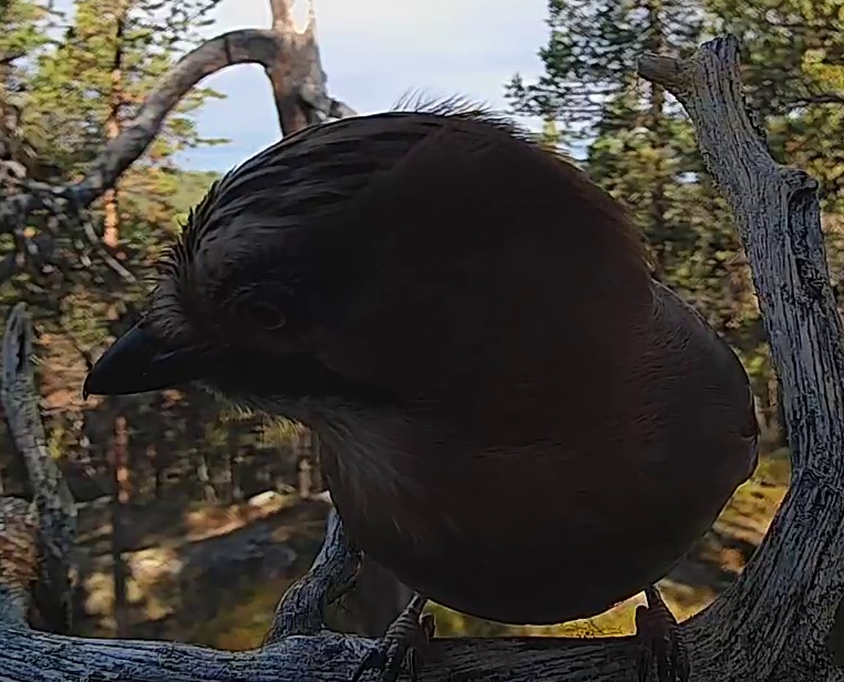 Best image of Common raven