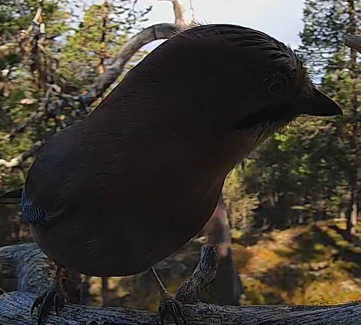 Best image of Eurasian jay