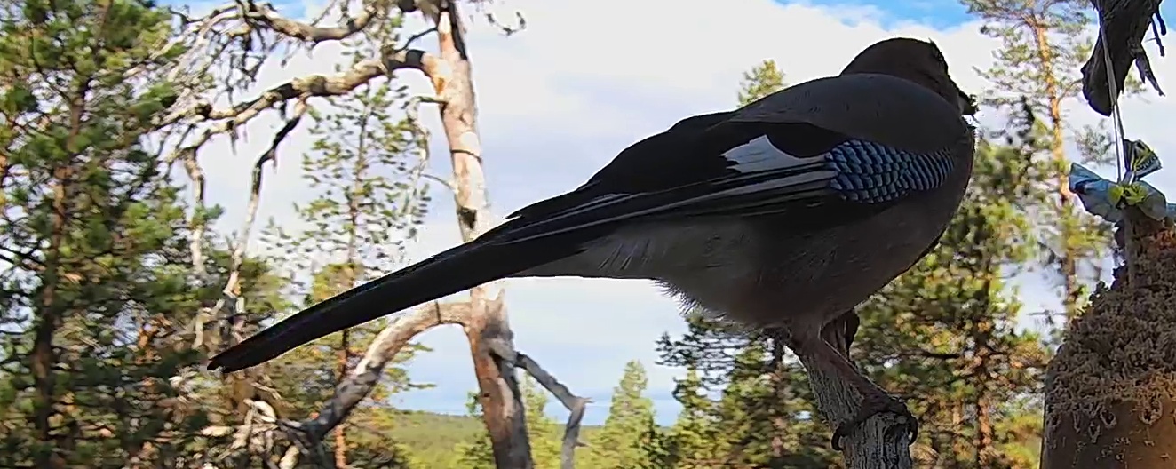 Best image of Eurasian jay