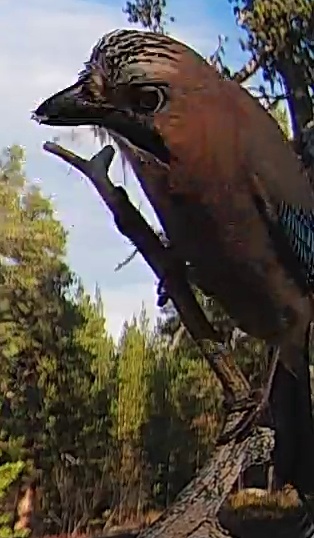 Best image of Eurasian jay