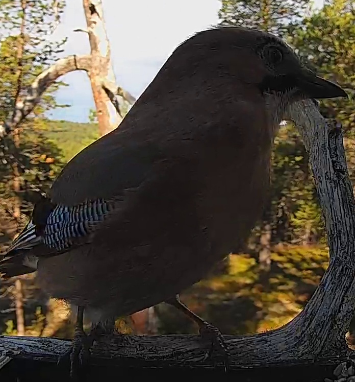 Best image of Eurasian jay